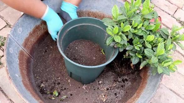 热那亚对准扎诺利：租借契约即将杀青，买断费设定为欧元(热那亚被收购)