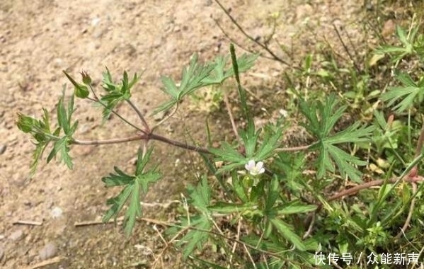  杂草|这种野草，以前常被当做杂草，殊不知，它是治疗风湿疼痛的良药！