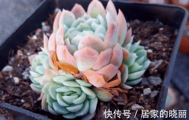 扦插|想要让多肉形象好,就应该及时的砍头,砍头后要注意这些细节