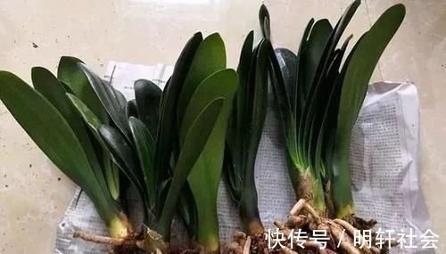 花盆|养花5年，总结出几个超实用养花技巧，5分钟学会，啥花都能活！