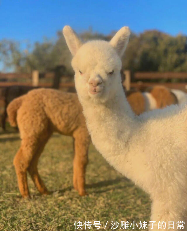 |幽默笑话:老布莱克喜爱猎熊,可偏偏视力又不大好,曾几次差点把人当熊来猎击。