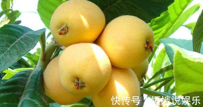 丝瓜|农村这种树,果子好吃,叶子比果子更有用,却很少人知道