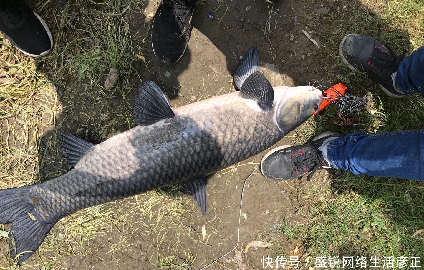 蓑笠哥|初夏饵料攻略，浓腥已不可取，附上简单通杀饵料配方