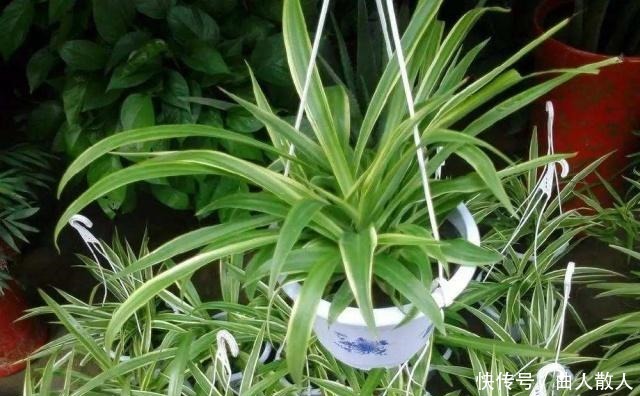 将这些东西垫到盆底下面,让植物越长越旺!将这些东西垫到盆底下面,让植物越长越旺!