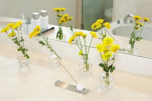 卫生间细菌多？空气质量不好？这8种盆栽养一盆试试！