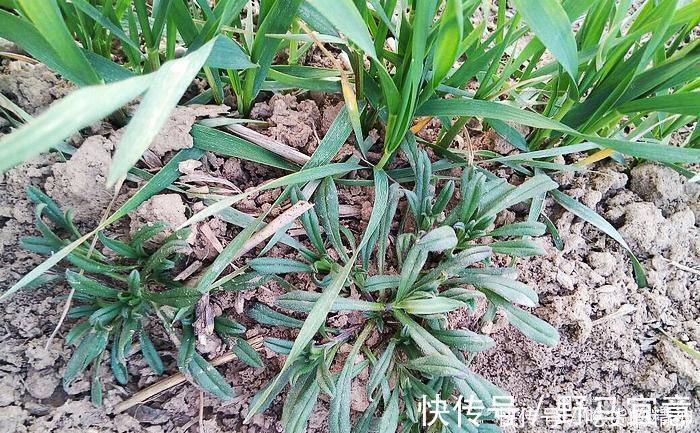 油勺|麦田一种野草俗称“油勺子”,曾是穷人救命菜,如今想吃不好找