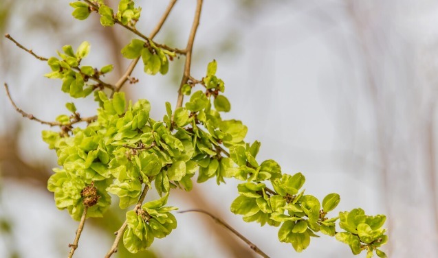 马齿苋|开春挖野菜,送你“野菜大图鉴”,教你轻松识别20种野菜