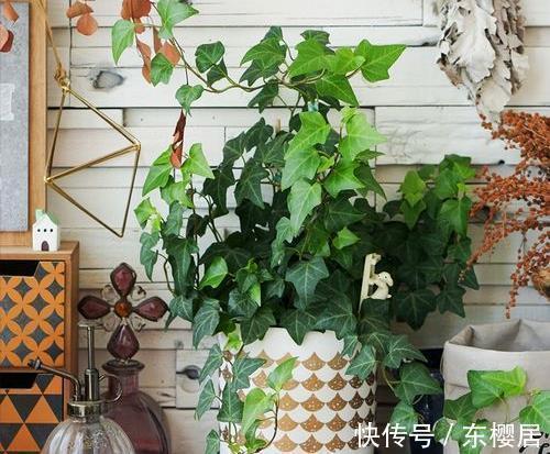 7种健康花，建议至少养一盆，格调高净化能力强，很实用