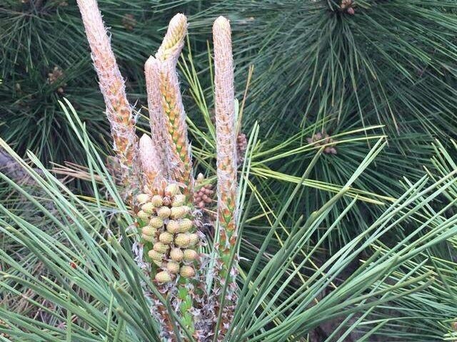 强身健体|农村路边常见的“长寿树”,是糖尿病患者的天然“保健品”