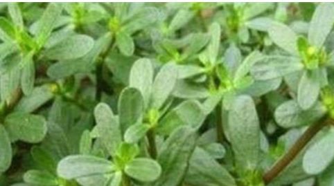 排毒|女性养生,3种食物换着吃,补水润肤,排毒抗衰,清理体内毒素