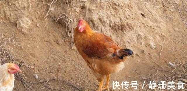 卵子|母鸡不需要公鸡帮忙,却能天天下蛋,这到底是为什么?