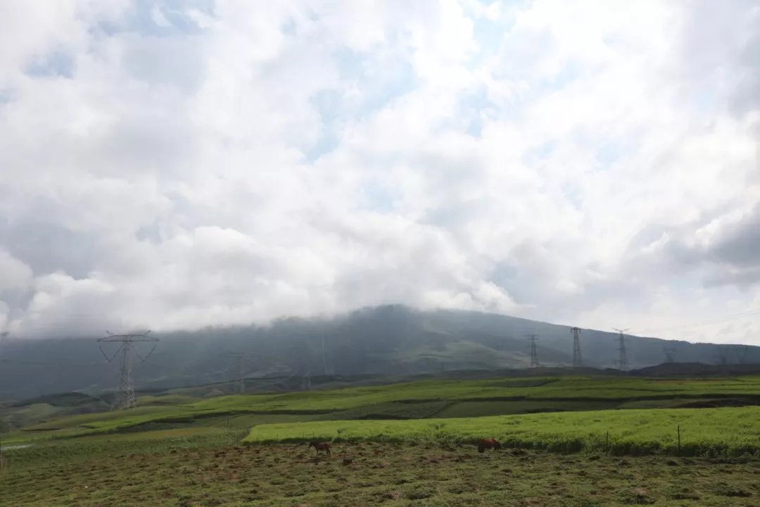 青山草原|西昌人的诗和远方！看青山草原连片、采高山蓝莓、享悠闲时光