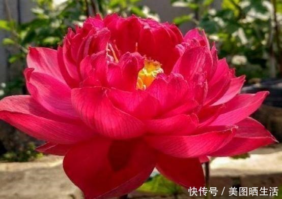 老公用轮胎“造景”盖鱼池,扔几颗碗莲,种几盆薄荷,美得不像话!