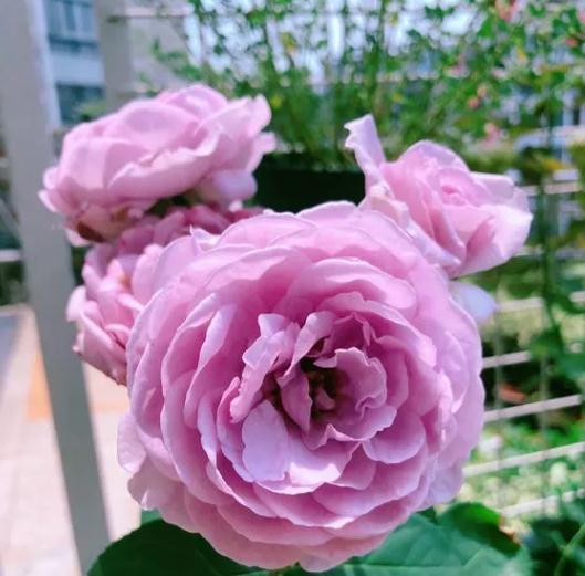 超级丰花|真的是蓝色系月季里的扛把子,赶紧入一棵,保证你吃不了亏