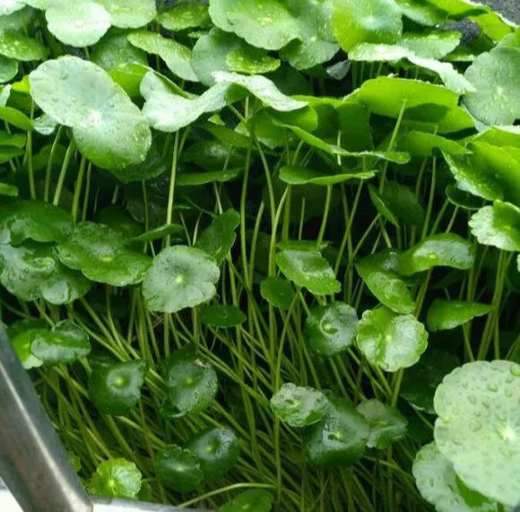 铜钱草养在这个地方,一周就爆盆,叶子能长成巴掌这么大