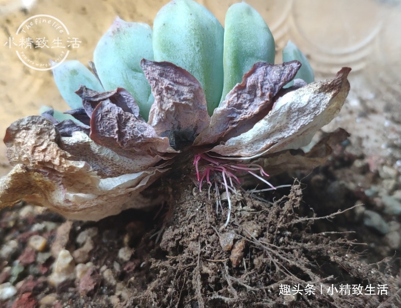一个小细节,关系多肉安全度夏,这事做得早,肉肉夏天没烦恼