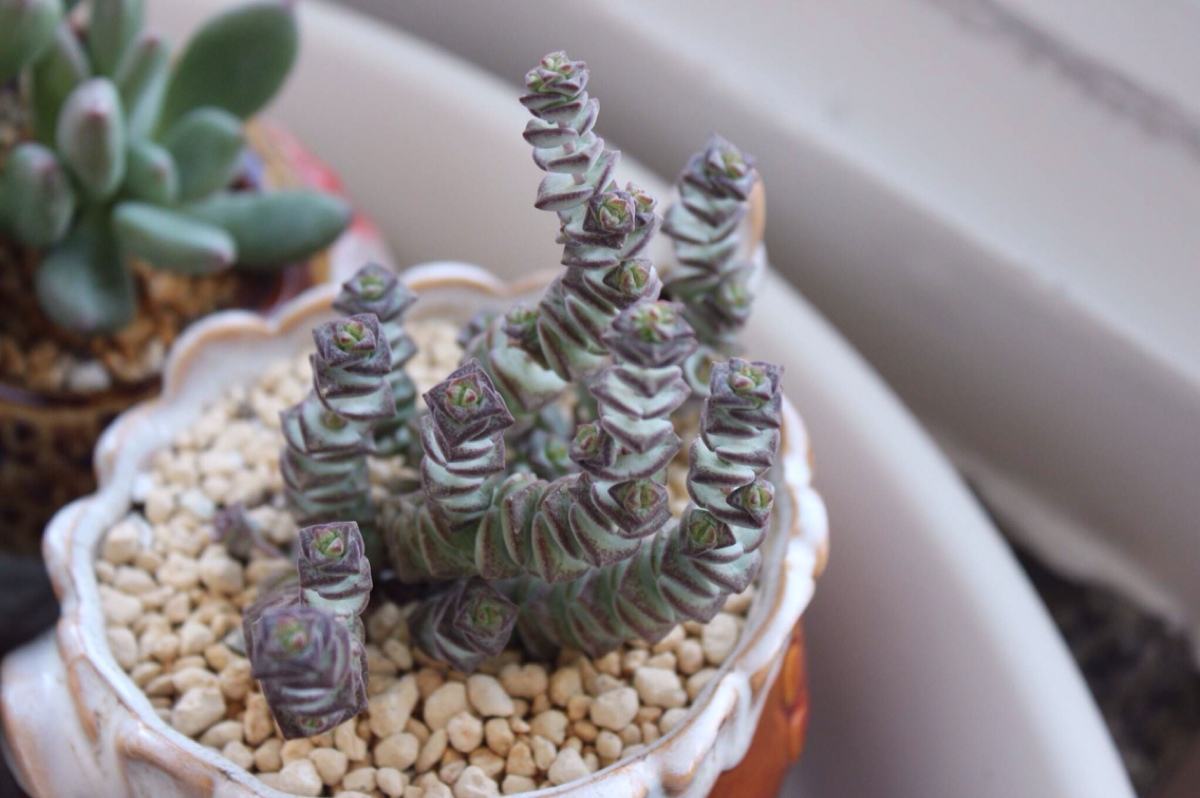 多肉“钱串景天”这么养！几个月就能叶色出锦、疯长爆盆！