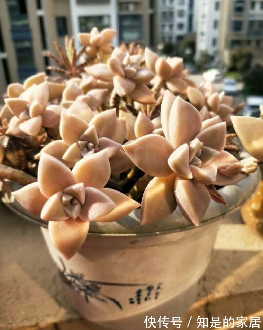 多肉|给花赶紧摘叶子,掐光后别浇水,立马又冒10个芽