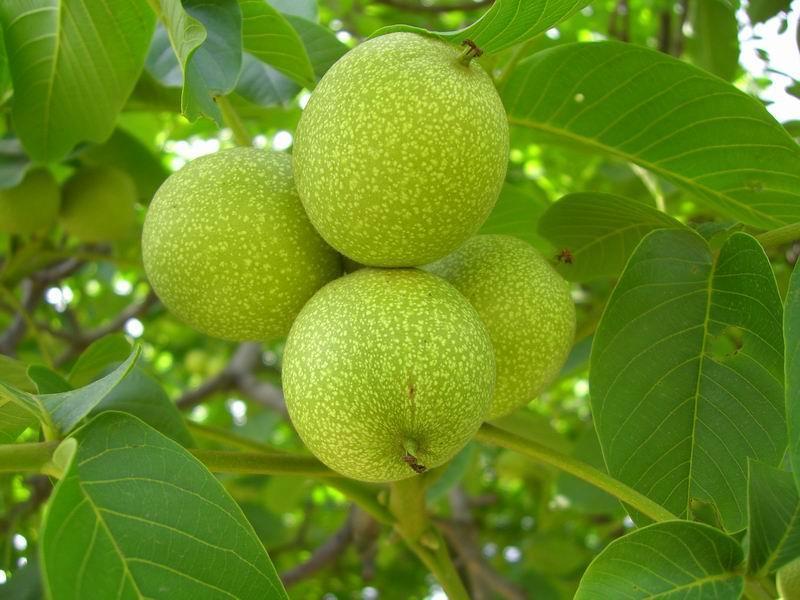 维生素e|不管你是早上还是晚上吃核桃,很多人都吃错了,不要怪我没有提醒