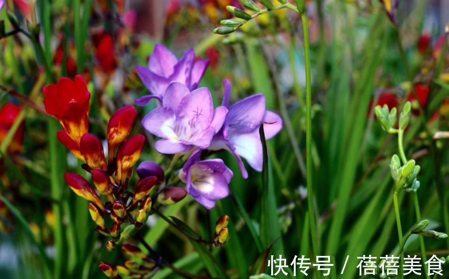 6款花现在养一盆正当时,价格便宜好养护,春节前后开满花