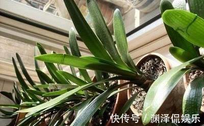 休眠期养君子兰,浇水有妙招,1个小妙招,度夏营养足,长势旺