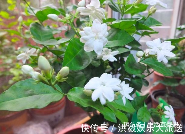 施肥|茉莉花别乱施肥，用2个“小妙招”，轻松开爆盆，别说没告诉你