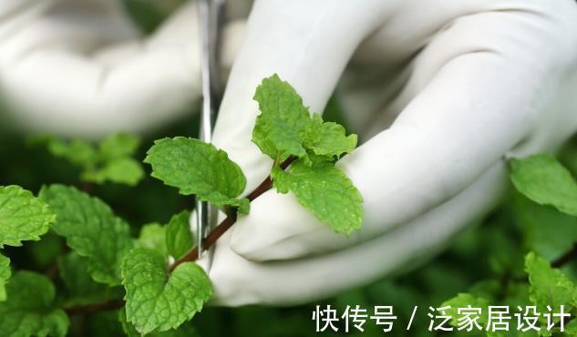 化妆品|几块钱一盆的薄荷,竟然有这五大好处,难怪老中医喜欢养