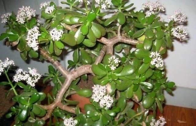 石榴花|“7种花”适合养家里,一年四季都能养,开花迷人,一盆养好多年