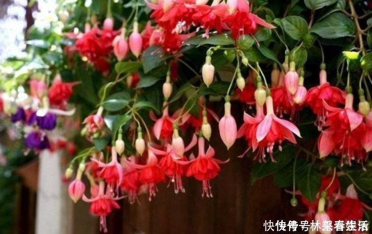 草花|家养“4种花”，招财、旺宅好兆头，好养又漂亮，天天有花赏