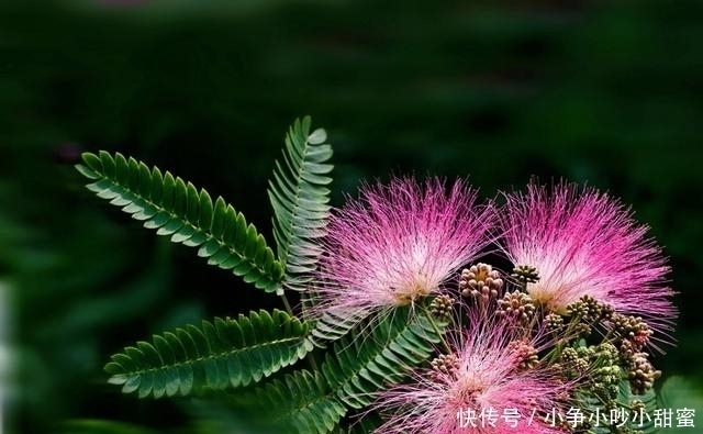 种植|最适合庭院、屋顶绿化种植的植物，各月开花顺序整理，不收藏吗？