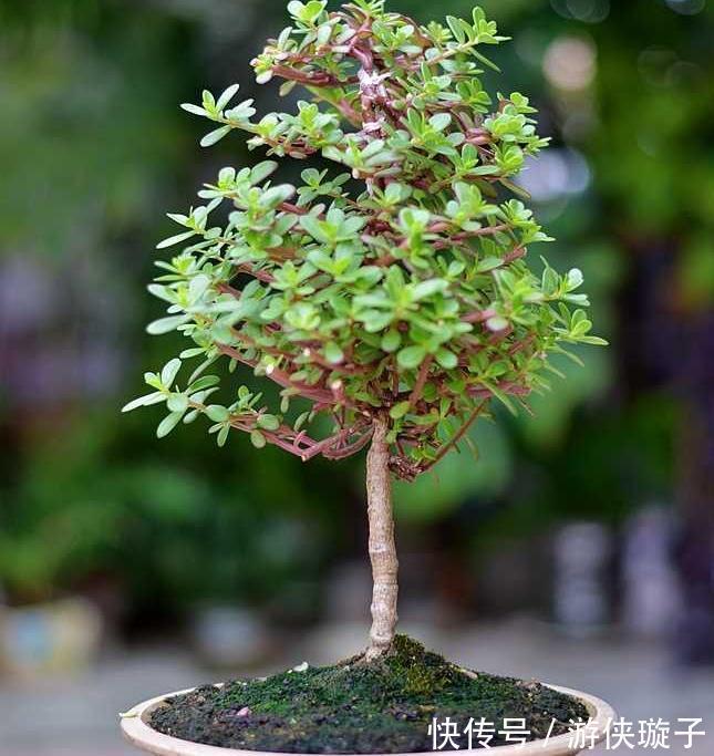 太阳花过冬,有一个技巧,顺利越冬、来年长成小树开爆花很漂亮