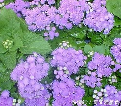 此花花姿妖娆,紫色的花朵散发着沁人心脾的芳香,令人心旷神怡
