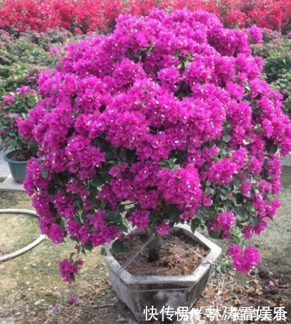 剪发|三角梅不开花教你“3法”，给它“摘心剪发”，年年开花爆满盆