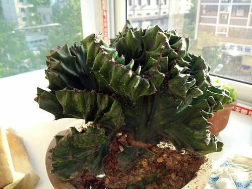 3种其貌不扬的植物,养一盆家里变成“天然氧吧”,是盆栽佳品