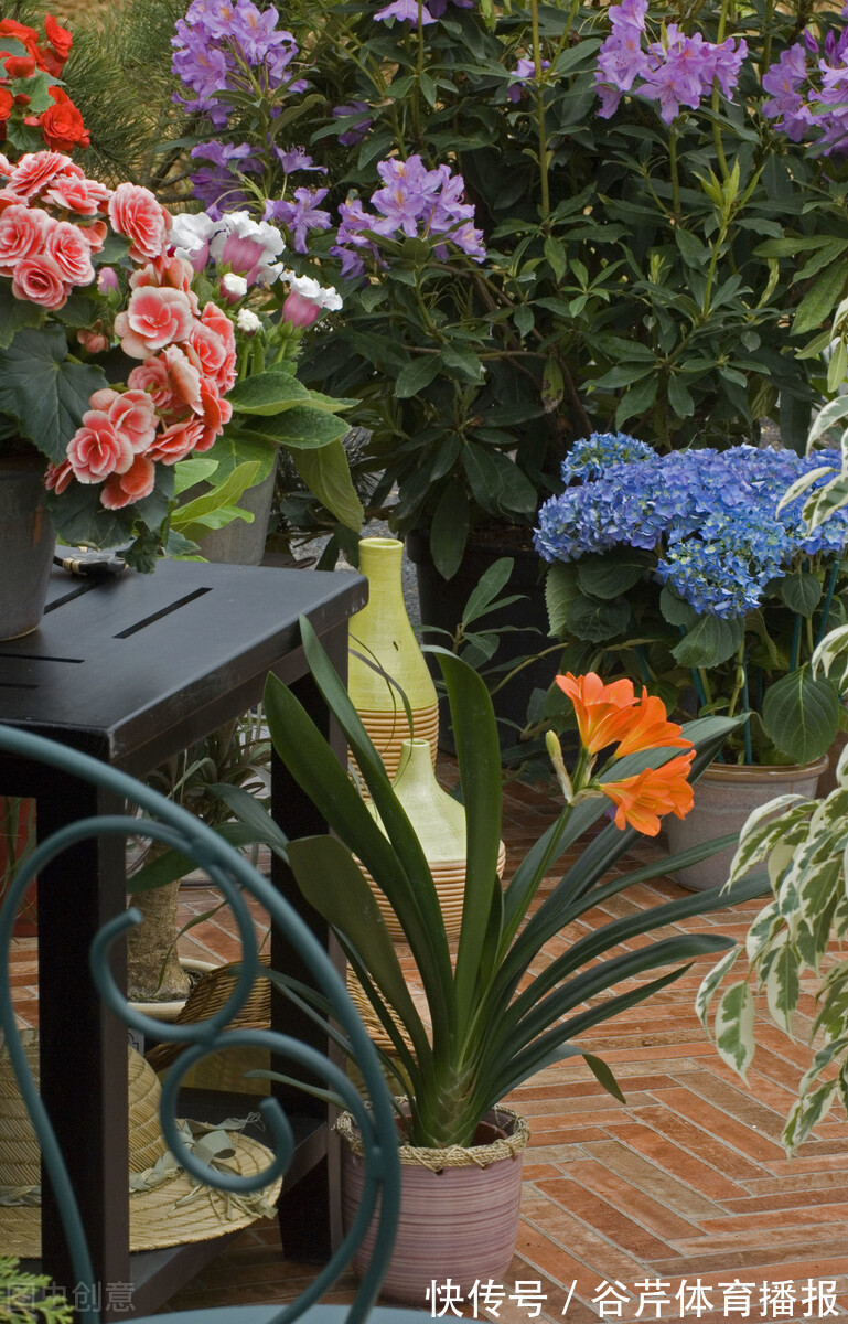 5种漂亮的花，适合养在家里，好养又吉祥，光照少一些也能长得好