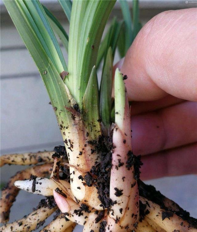 养兰花，想要长得壮，开花多，“这3点”缺一不可，别忽视