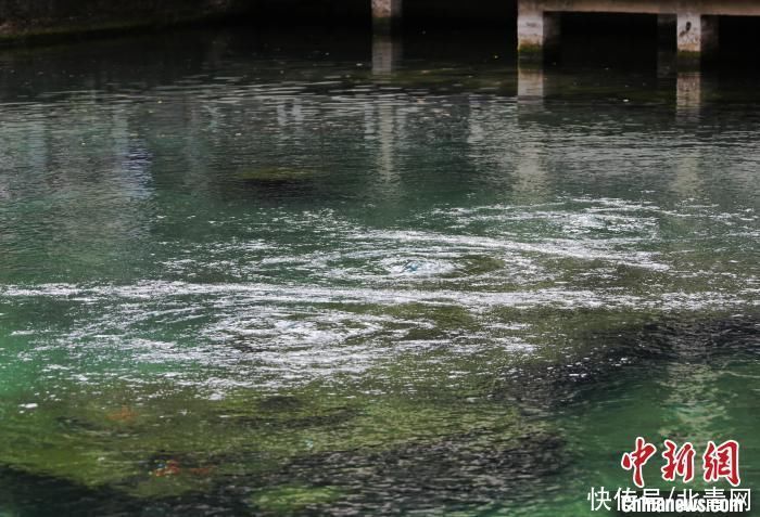 预警|甘霖未解趵突泉“难题”水位“橙警”线下徘徊超百日