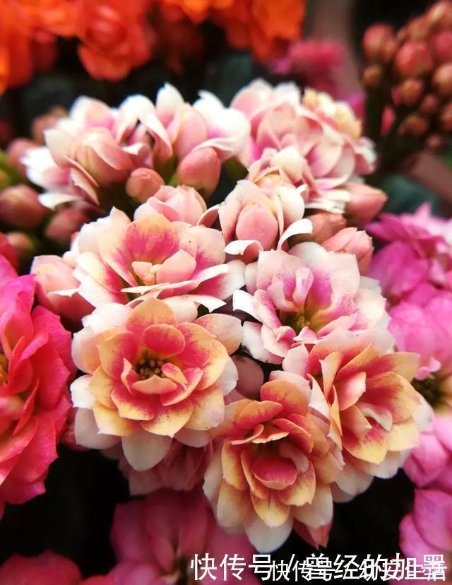 此4种花,随便摘片叶子都能繁殖一棵,轻松爆盆,阳台变花园