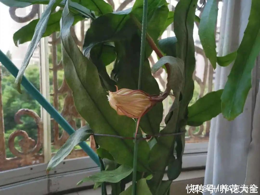 金银花|养到烦人的花，盆都不够用，扔掉还很心疼