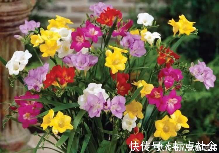 湿润|5种花比香水还好闻,一开就是大半年,四季有花赏,花美心情好