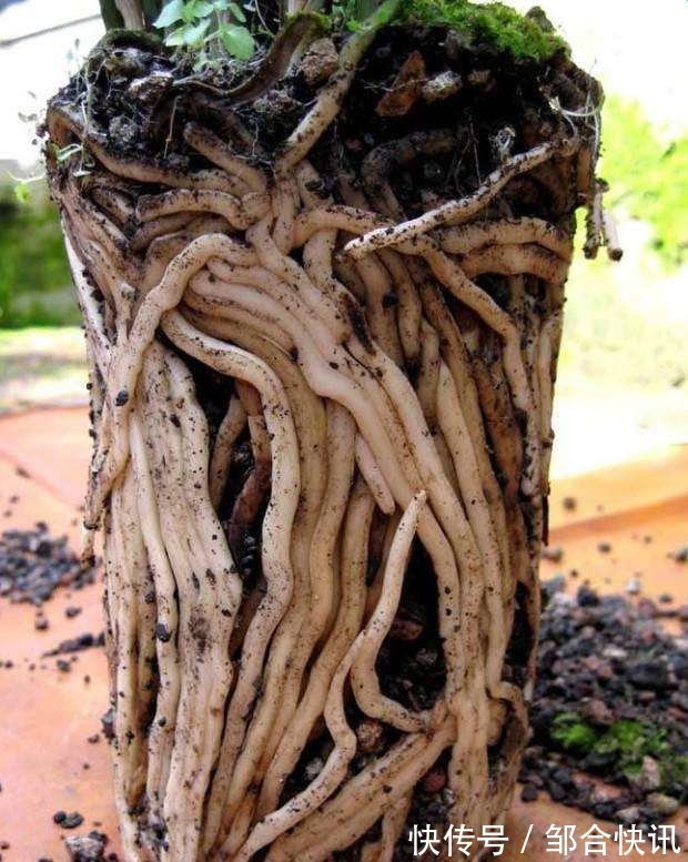 这几种花是吃土机器,秋天必须换盆土,否则再怎么养都黄叶哗哗掉