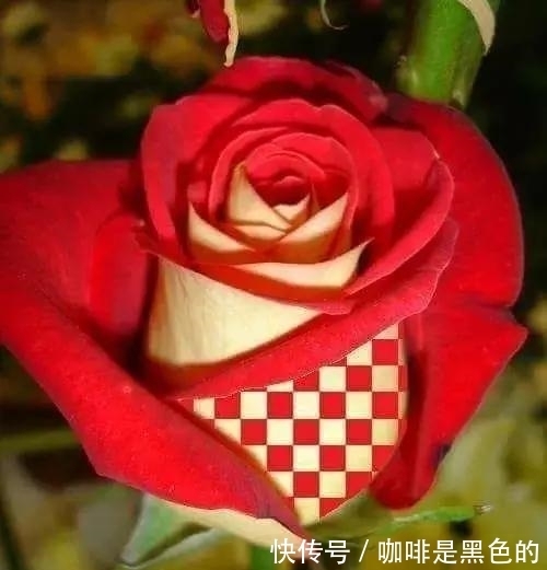 奇花|奇花、奇花、奇花、罕见奇花,赶快打开欣赏吧