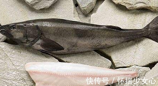海域|南极犬牙鱼是银鳕鱼吗?它和银鳕鱼有什么区别?