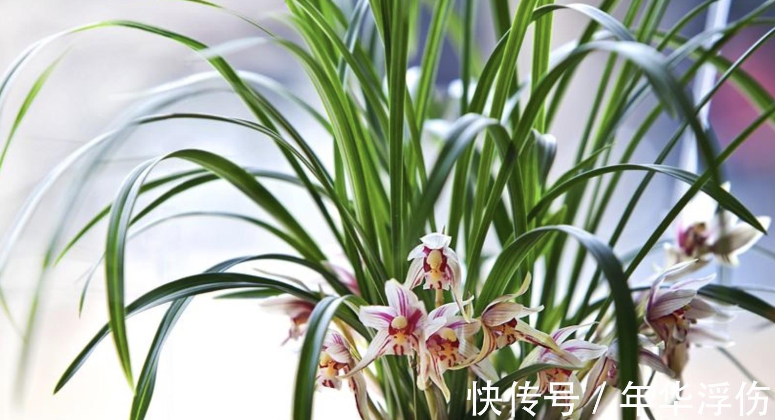 迷人|秋季做对几点,养出香气迷人的春兰