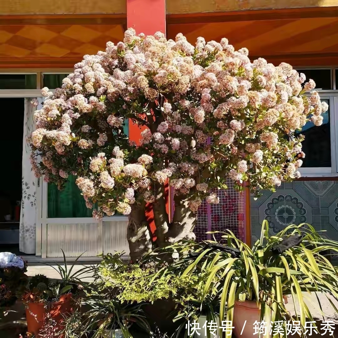 5种“大叶花”轻易不开花,开花就带“好兆头”,养一盆你就赚