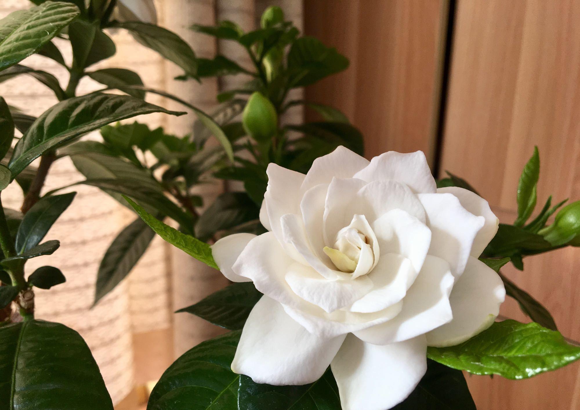 植株|栀子花好养吗?有方法就不难,现在教大家玩转