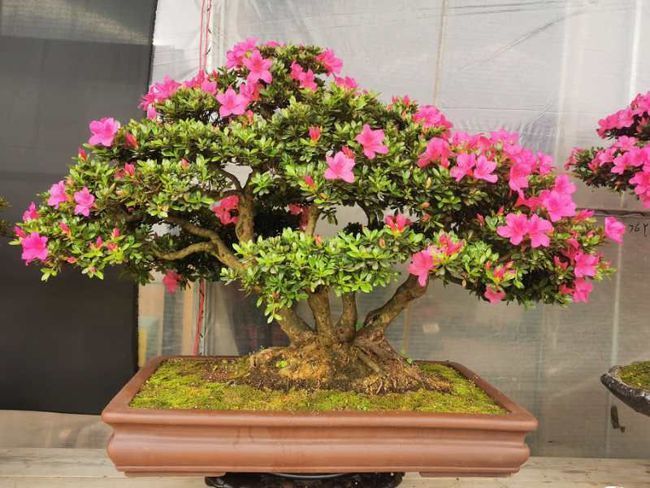  才能|杜鹃花怎么养才能开花？