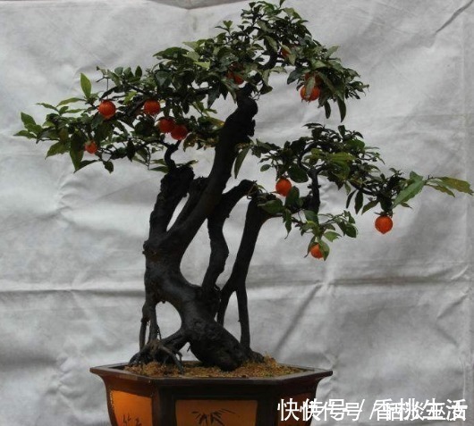果肉|此种花养成老桩可卖高价，不用花钱买，只需一点果肉，就能存活！