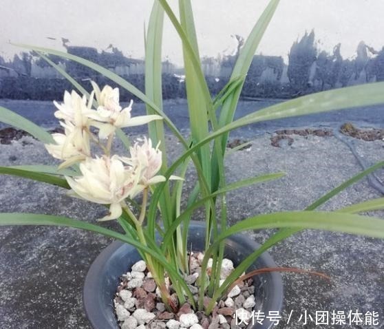 喷香|再忙也要养盆它,多瓣奇花自带香气,越冷越爱开,满屋“喷喷香”!