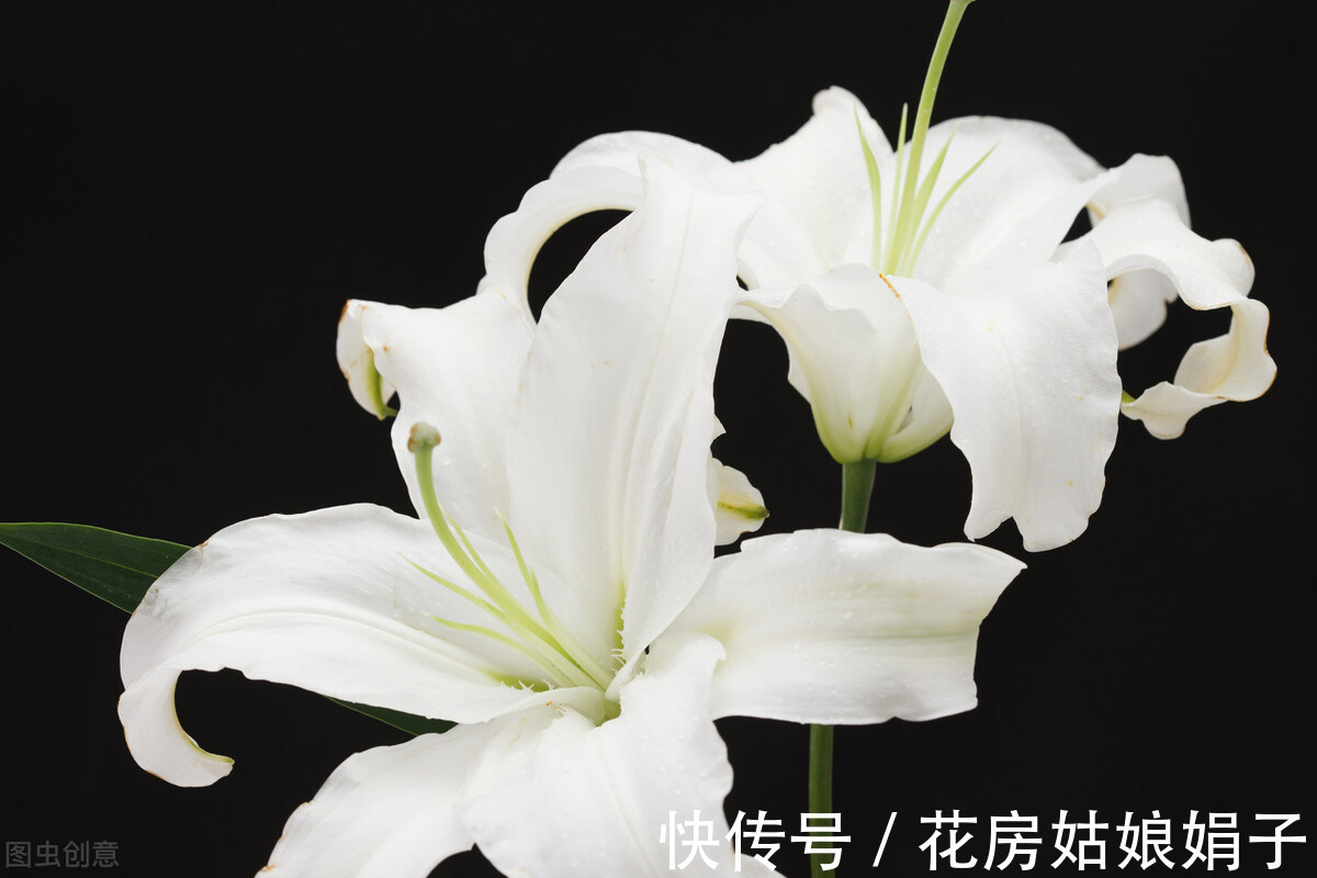 花友们|养花要舍得，3种花要“割韭菜”，割1茬10天冒新芽，越长越旺